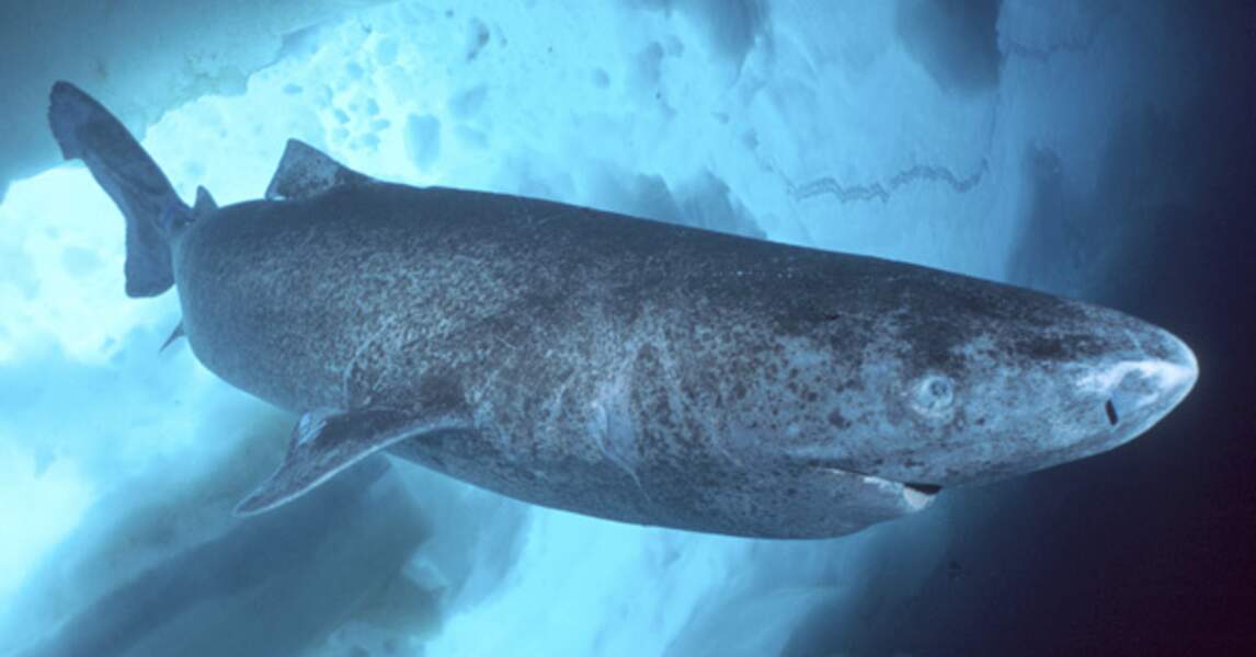 Le requin du Groenland