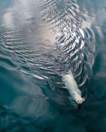 Un plongeon polaire