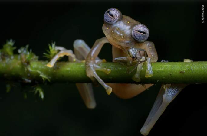 La photo gagnante de la catégorie " Comportement : Amphibiens et reptiles"