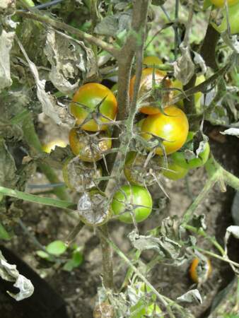 5 - Mes tomates ont le mildiou