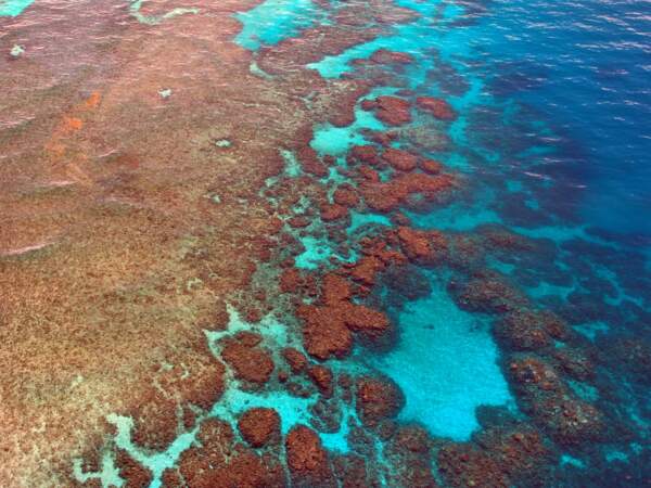 La découverte du plus grand récif de corail du monde