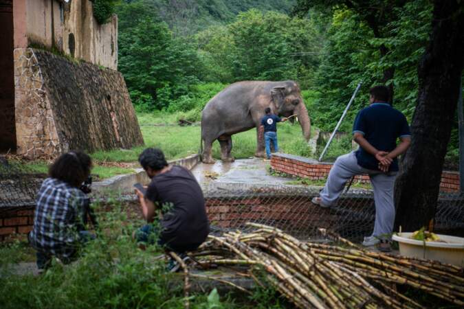 Maltraité dans un zoo pakistanais, l'éléphant Kaavan est envoyé au Cambodge 