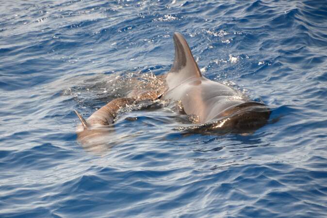 120 dauphins-pilotes sauvés au Sri Lanka 
