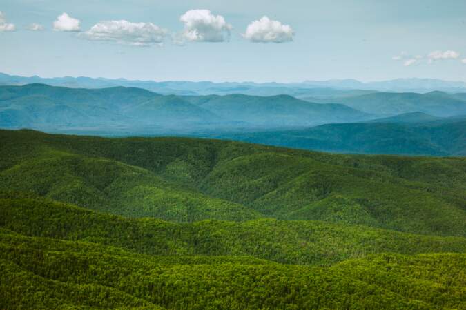 La Russie préserve 300 000 hectares de forêt