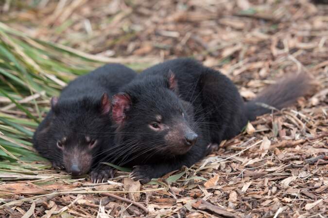 Des diables de Tasmanie réintroduits en Australie continentale 