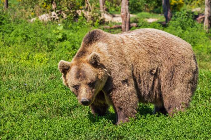 Découverte d'un ours brun en Espagne pour la première fois depuis 150 ans