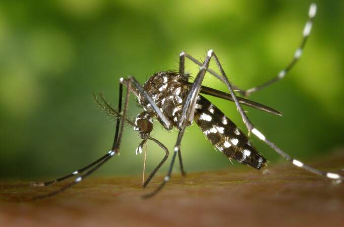 La découverte d'un microbe qui empêche les moustiques de transporter la malaria