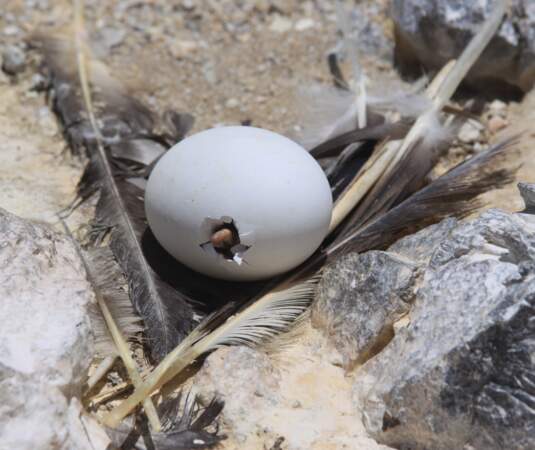 Aux Philippines, un poussin de canard dans l’œuf, le tout poché.