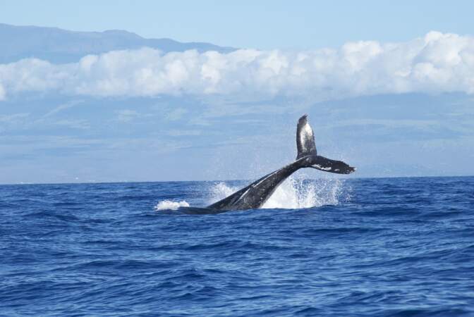 Les baleines bleues sont de retour en Géorgie du Sud