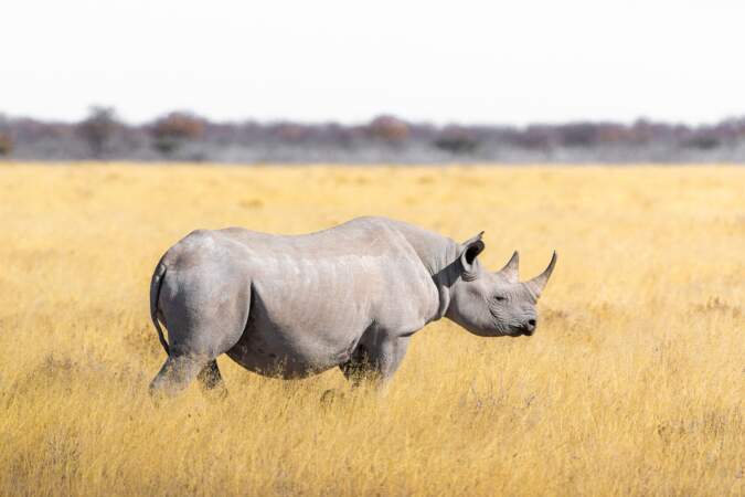 Moitié moins de rhinocéros tués en Afrique du Sud pour leurs cornes