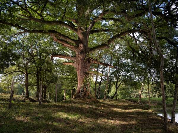 Chêne pédonculé du Plessis Landry (Quercus robur)