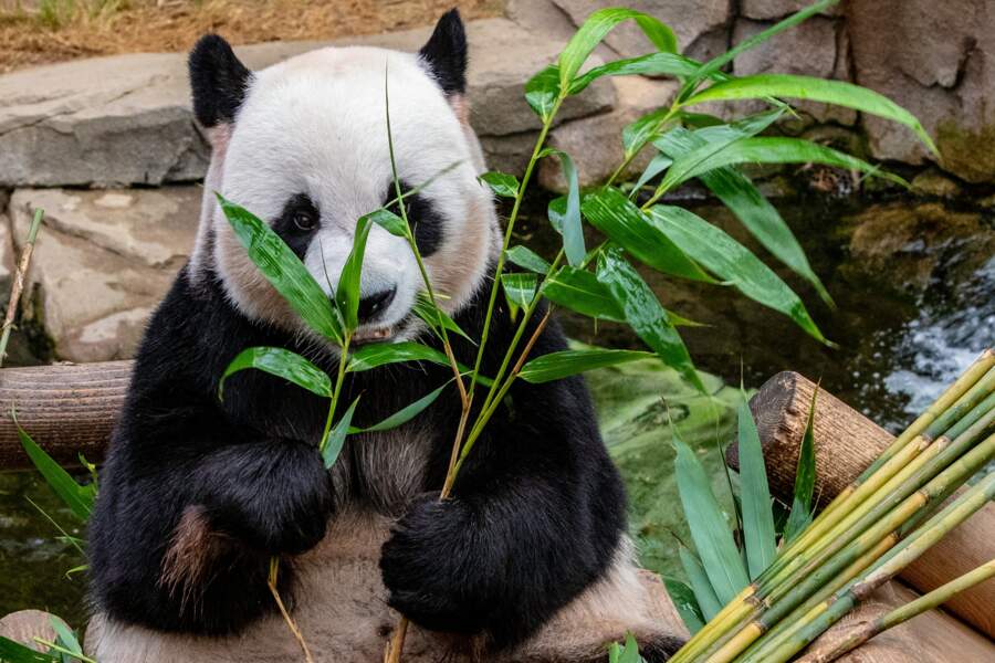 Les pandas se sont mis au sexe