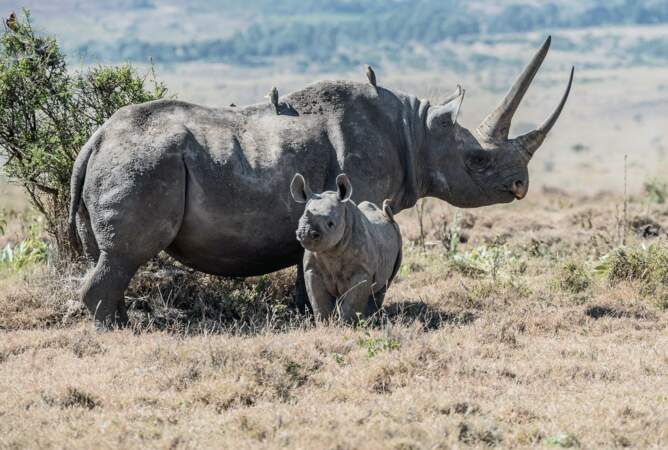 La population de rhinocéros noirs remonte doucement