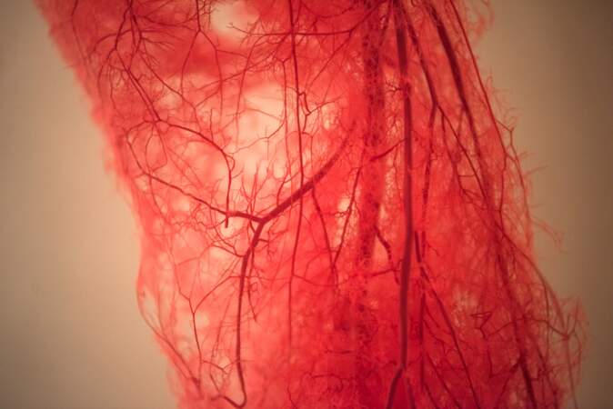 Notre sang parcourt la totalité de notre réseau sanguin