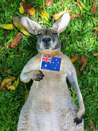 Heureux comme un kangourou en Australie