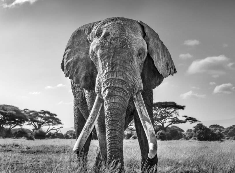Elephant Tusker