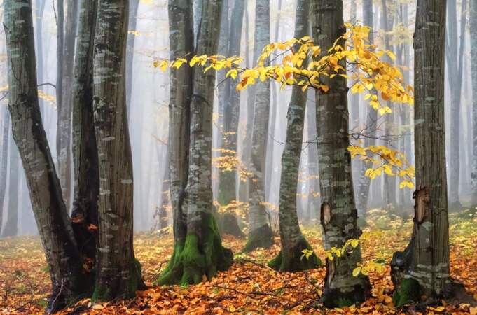 Forêt à la fin de l'automne