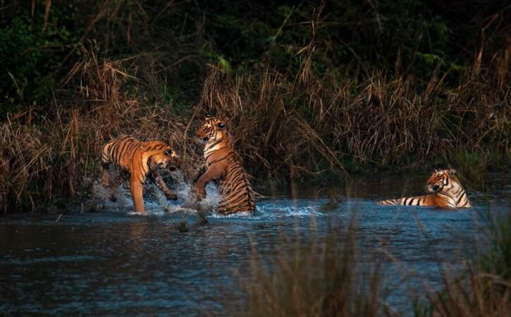 Jeunes tigres