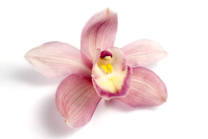 La légende érotique
de l’orchidée