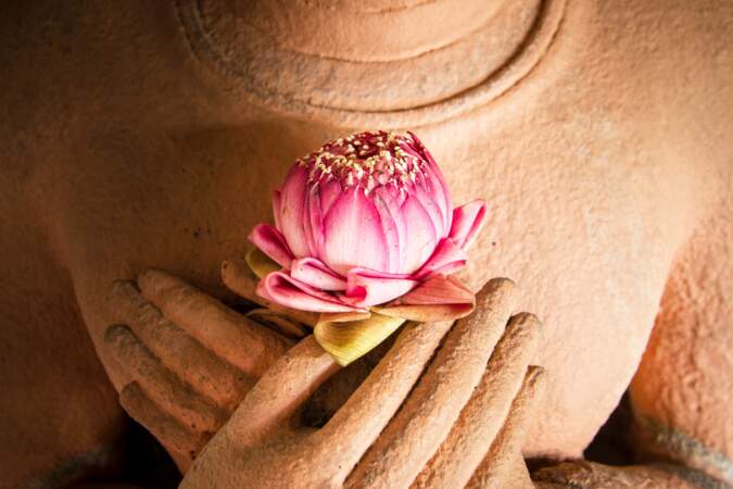 Le lotus, un modèle pour les bouddhistes