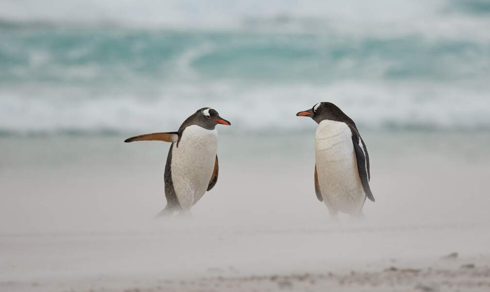 "Penguin dirigeant"