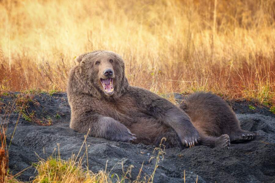 "Draw me like one of your French bears"