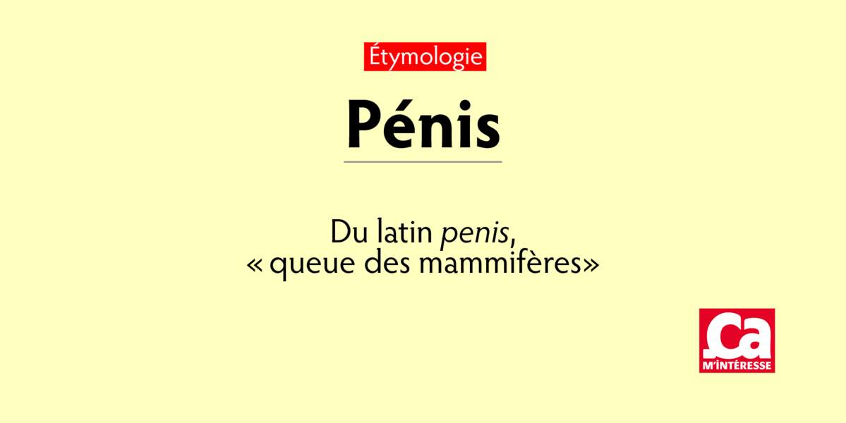 Pénis, du latin penis