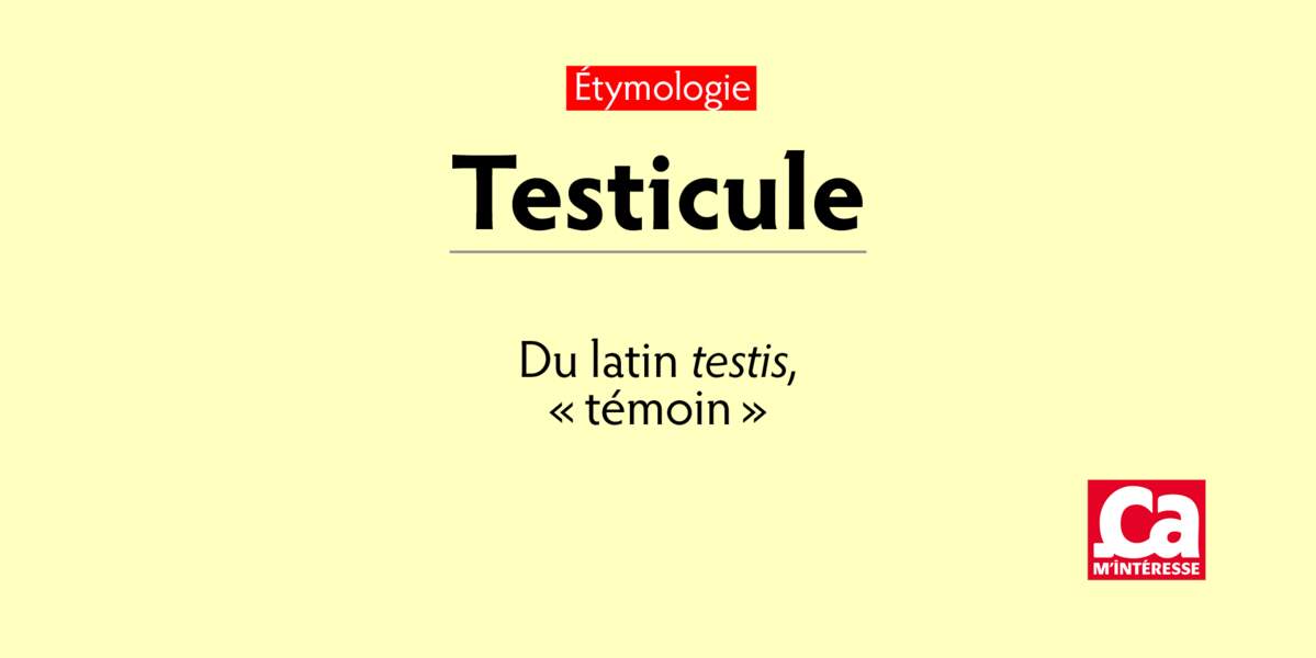 Testicule, du latin testis