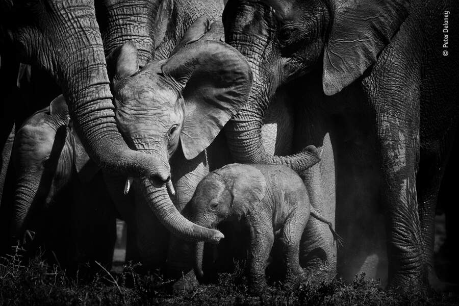 Addo Elephant Reserve, Afrique du Sud