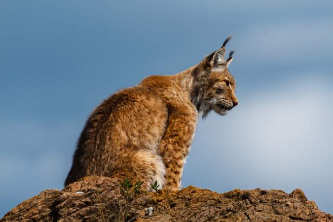 En France, un plan d'actio national pour le lynx boréal