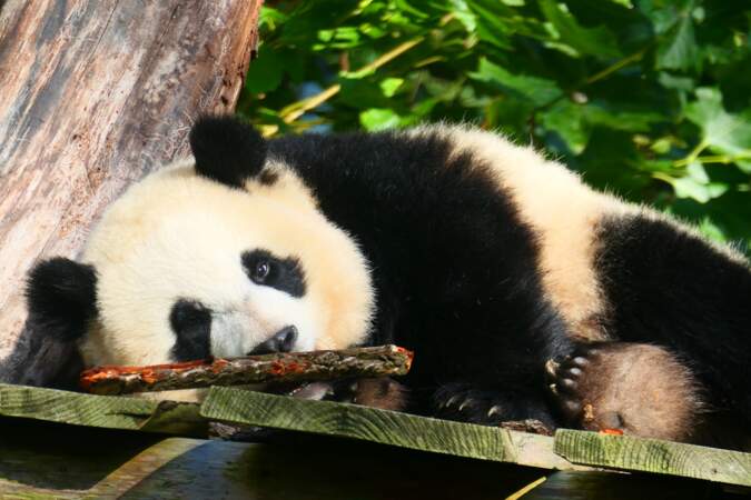 Le panda géant n'est plus menacé d'extinction
