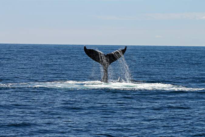 2/3 Localiser les baleines grâce à une intelligence artificielle