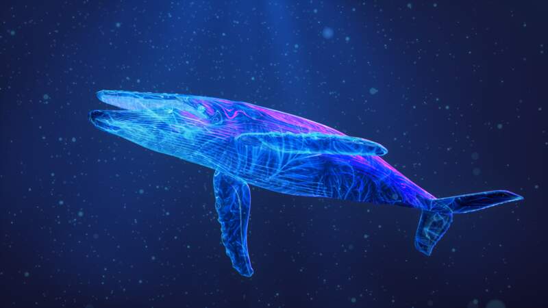 3/3 Localiser les baleines grâce à une intelligence artificielle
