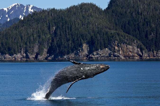 1/3 Localiser les baleines grâce à une intelligence artificielle