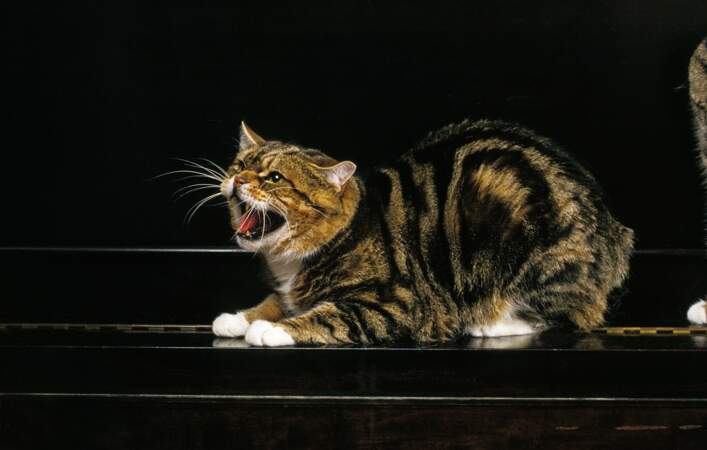 6/ Le Manx, un chat sans queue made in Britain (2/2)