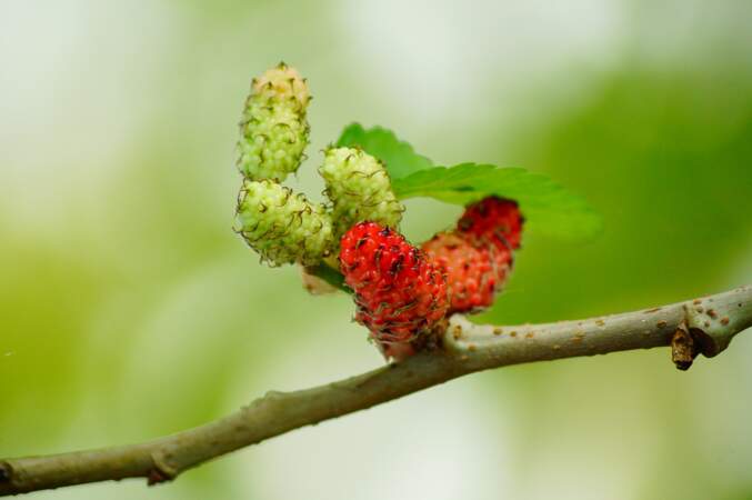 9/ Mulberries  (1/2)