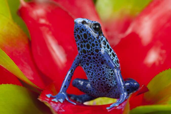 Le dendrobate bleu, une grenouille à la peau bleu vif