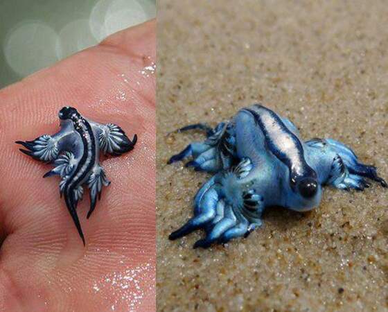 Deux dragons bleus des mers sortis de l'eau