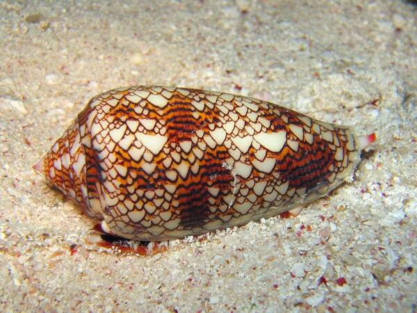 Le cône textile, un mollusque mortel 