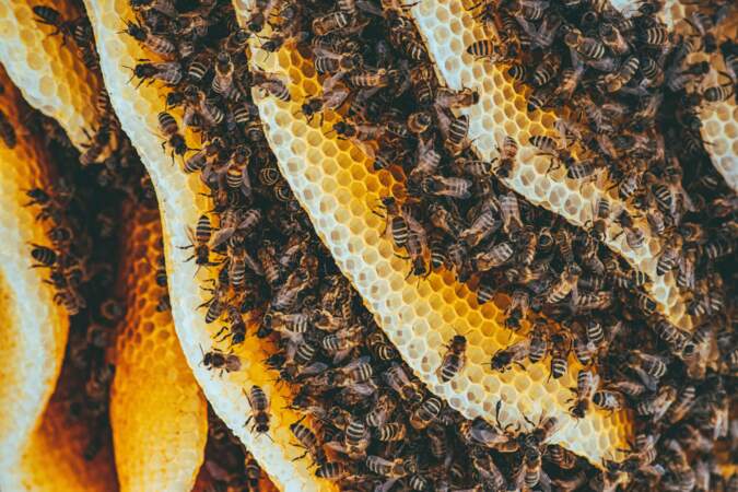 Question 4 : Les nymphes d’abeilles ont besoin d’une température proche de 35 °C pour se développer. Comment les abeilles font-elles pour les maintenir au chaud ?