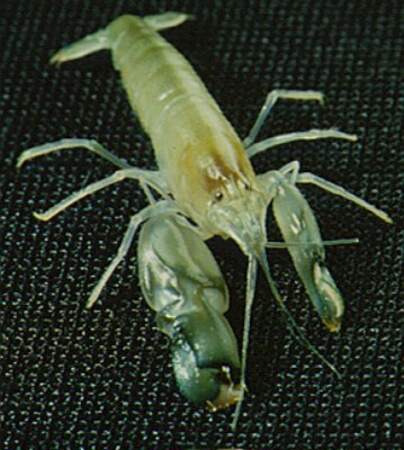 Question 10 : La crevette tropicale Alpheus heterochaelis possède l’une des armes les plus étonnantes du monde. Pour lutter contre ses ennemis, elle :