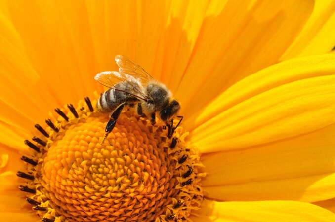 Question 3 : Pour récupérer le pollen sur la fleur, les abeilles humectent les grains avec du miel ou de la salive, fabriquent des boulettes et les :