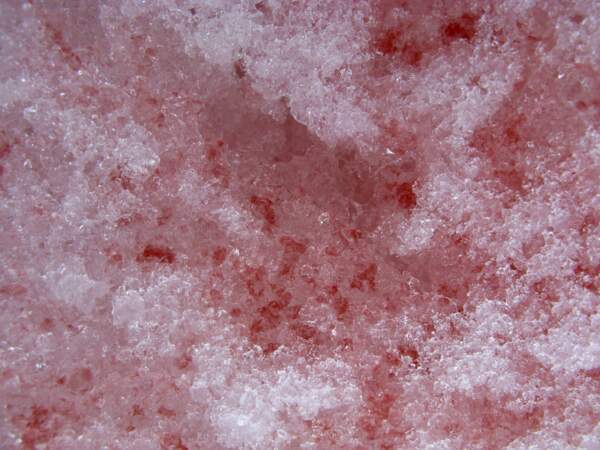 Une microalgue présente dans la neige