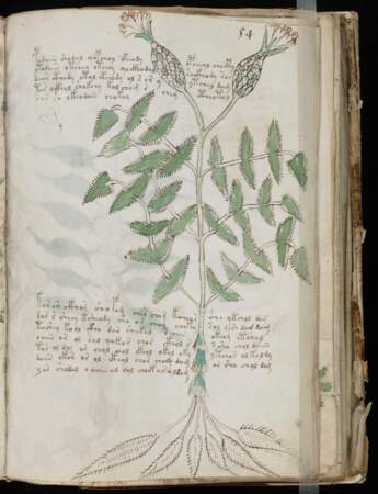 9/ Le manuscrit de Voynich a-t-il été décodé ?