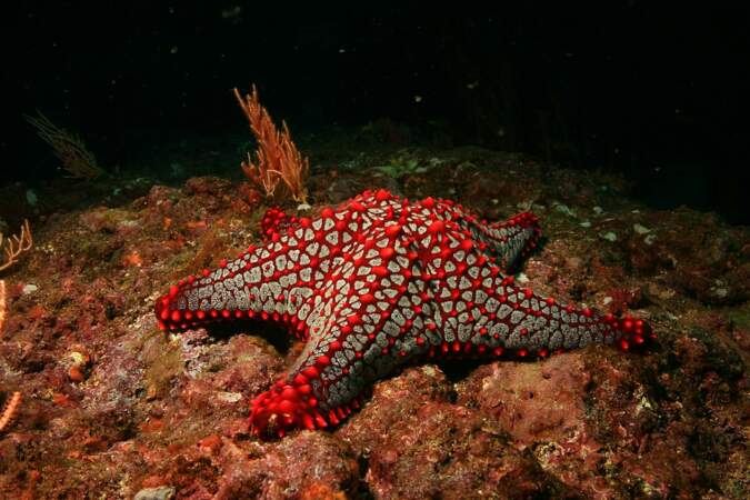 L’étoile coussin des Galapagos (Pentaceraster cumingi) 