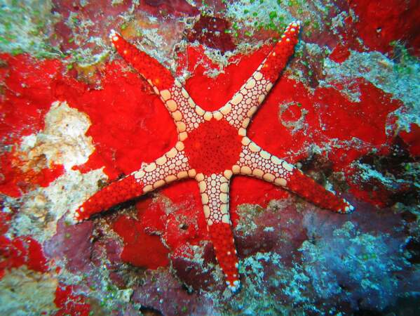 L'étoile de mer Fromia monilis