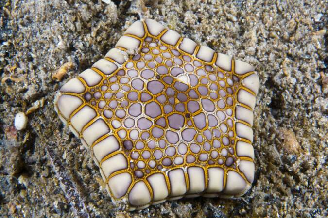 L'étoile de mer Tosia australis