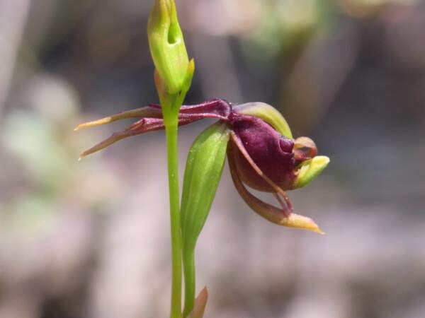 L'orchidée Caleana major 2/2