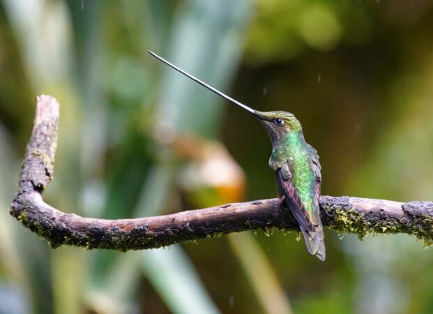 Le colibri porte-épée, l'oiseau au plus long bec