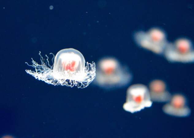 Les méduses, le secret de l'immortalité